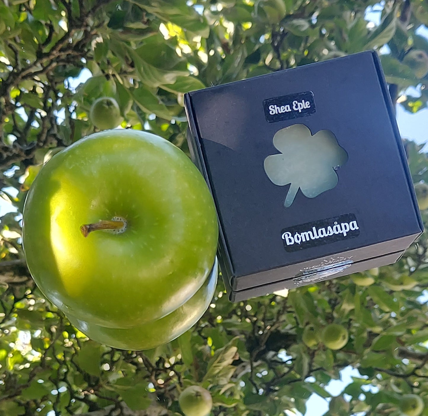 Shea Eple